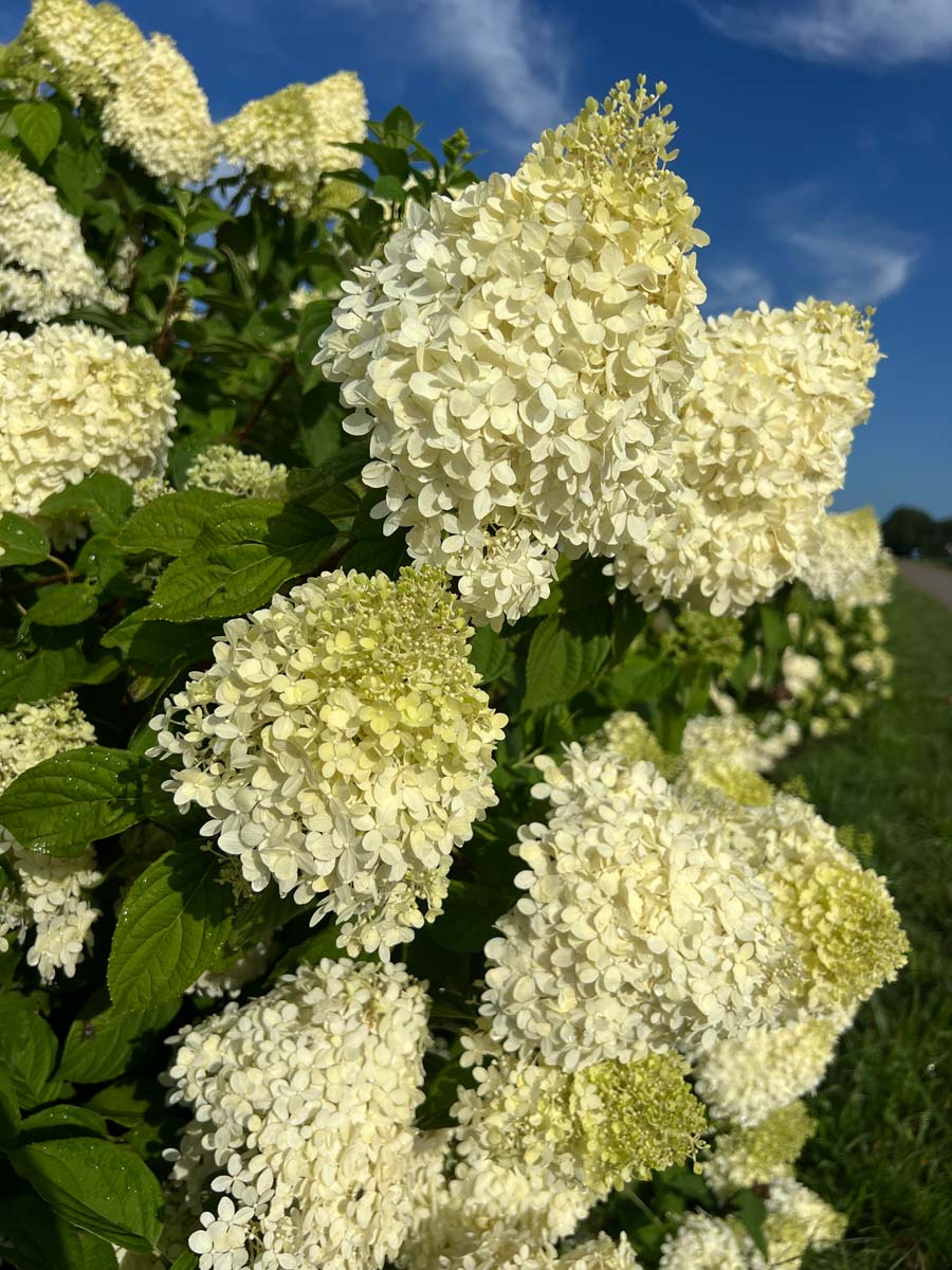 Hydrangea paniculata 'Limelight' haagplant bloem