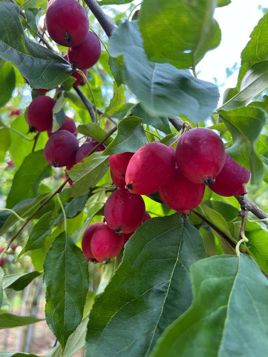 Malus 'Dolgo' op stam vrucht