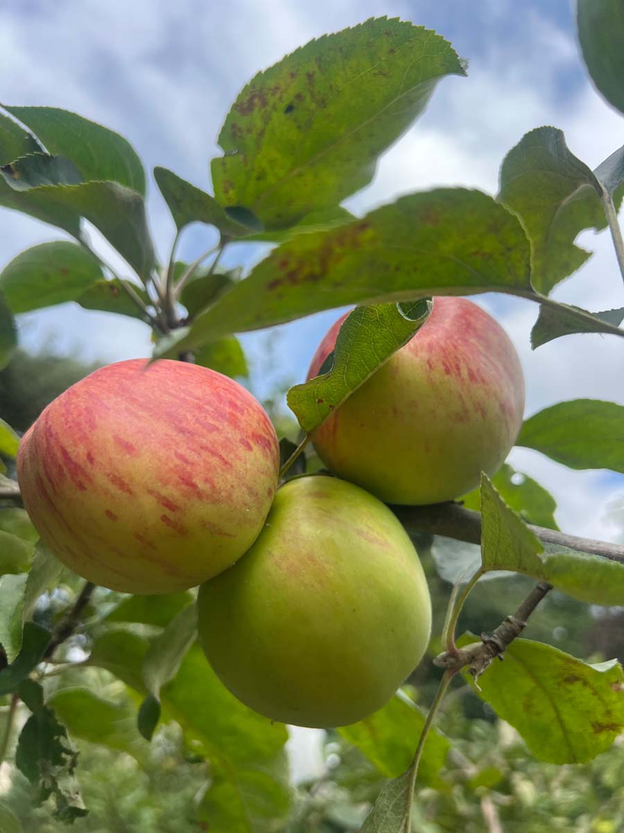 Malus domestica 'Gravensteiner' meerstammig / struik vrucht