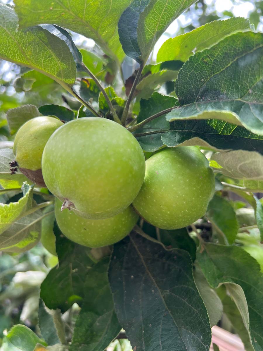 Malus domestica 'Greencats' op stam vrucht