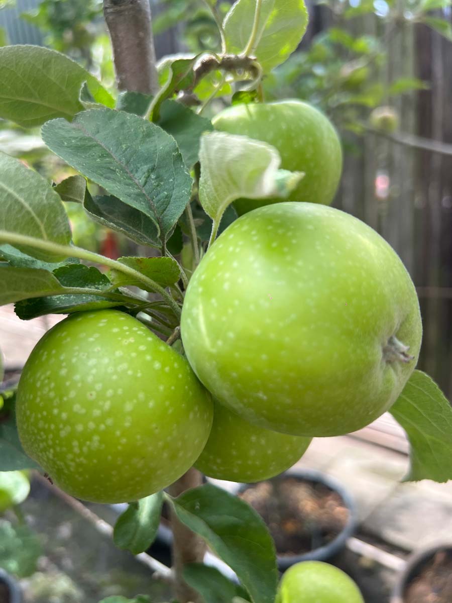 Malus domestica 'Greencats' op stam vrucht