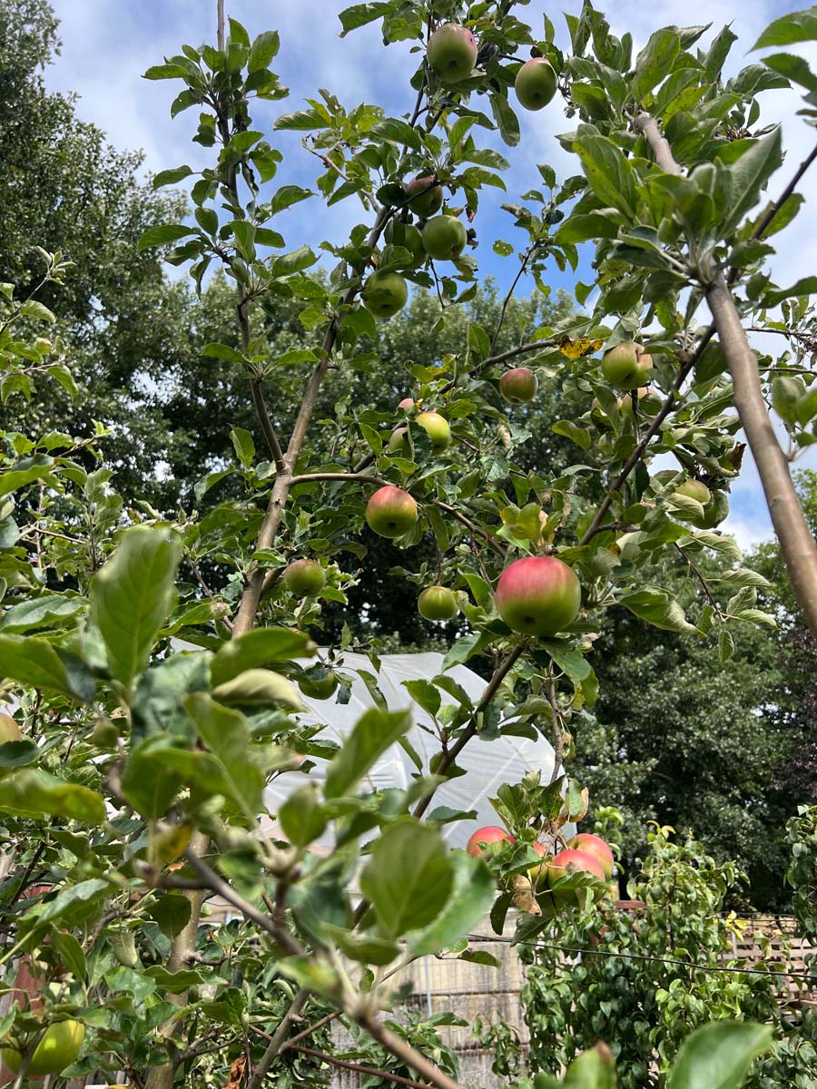 Malus domestica 'Idared' leiboom bloesem