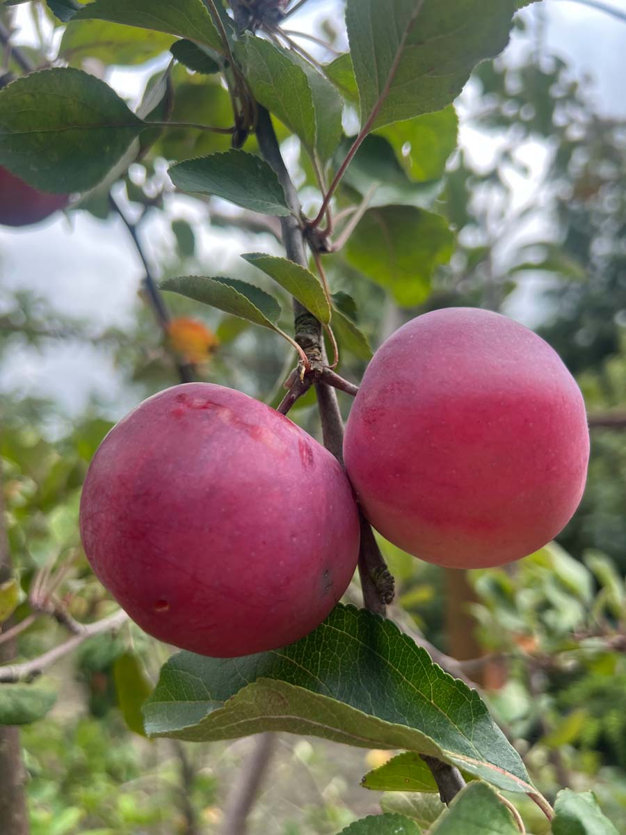 Malus domestica 'Lureone' meerstammig / struik vrucht