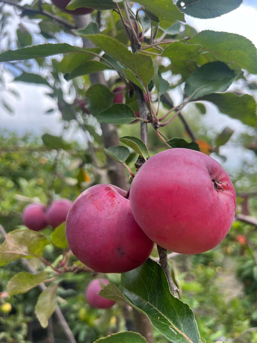 Malus domestica 'Lureone' meerstammig / struik vrucht