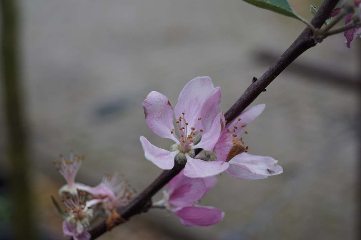 Malus domestica 'Lureone' meerstammig / struik bloem