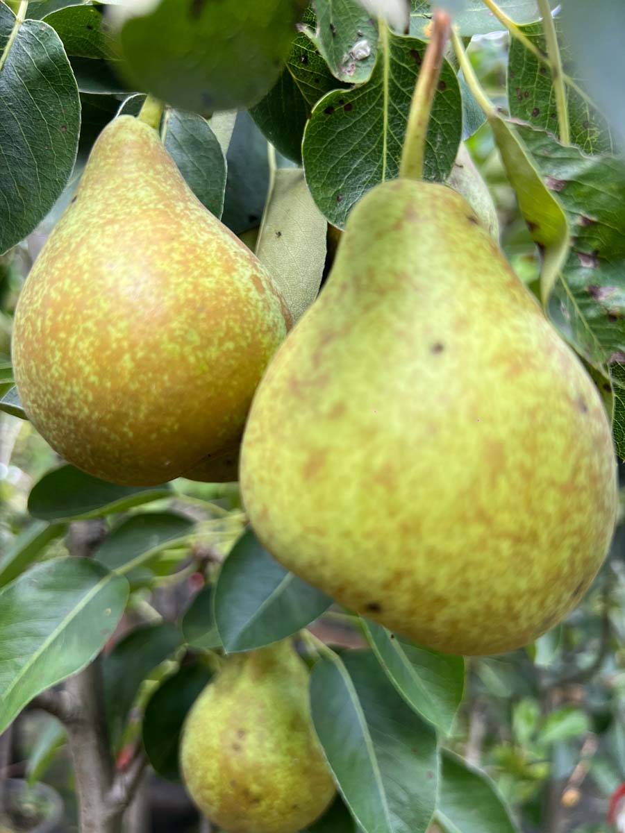 Pyrus communis 'Triomphe de Vienne' meerstammig / struik vrucht