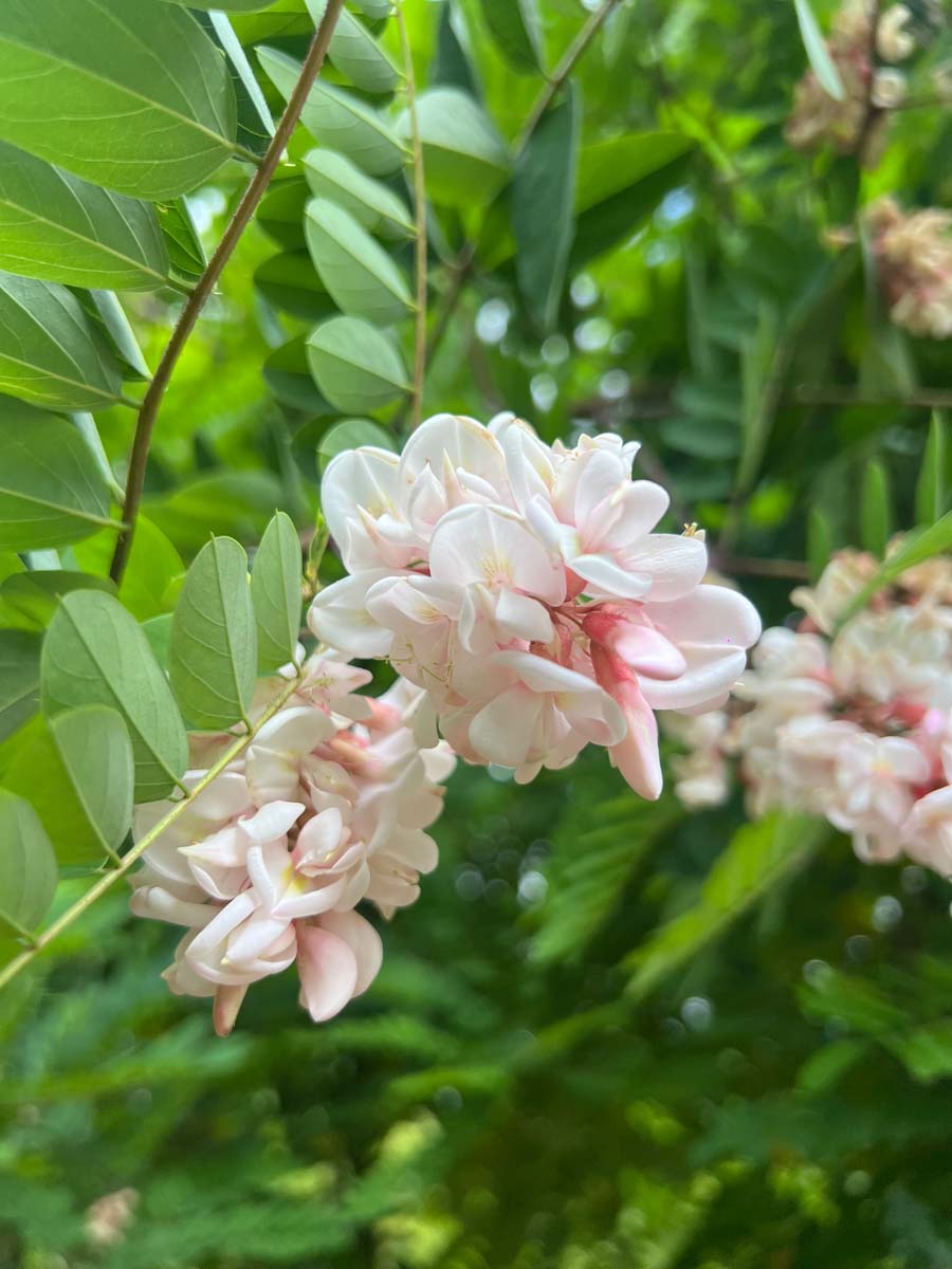 Robinia viscosa op stam bloem