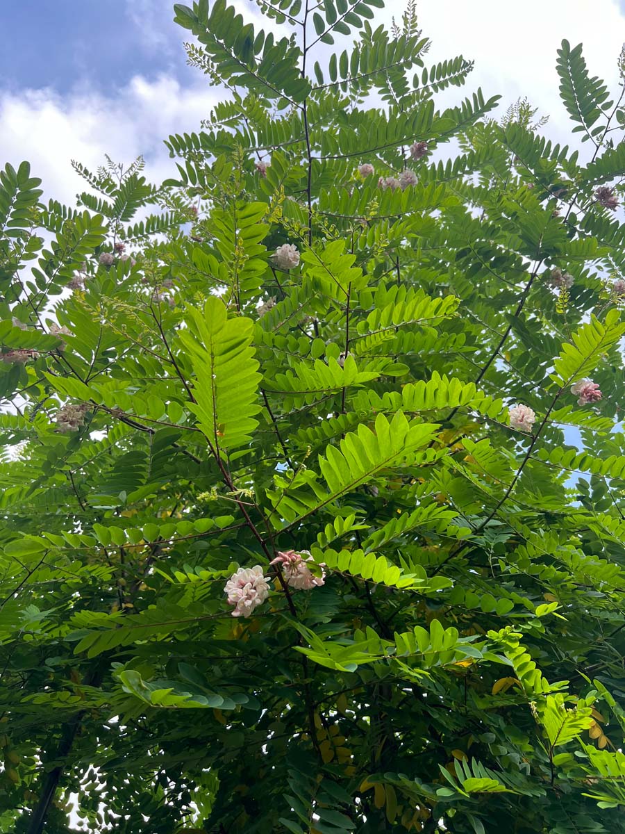 Robinia viscosa op stam blad