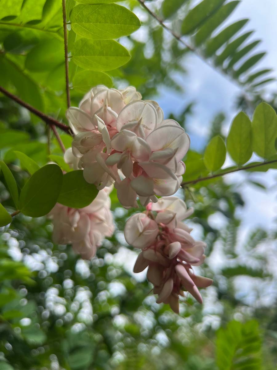 Robinia viscosa op stam bloem