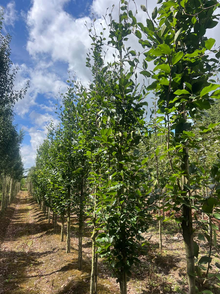 Fagus sylvatica 'Dawyck Purple' op stam op stam