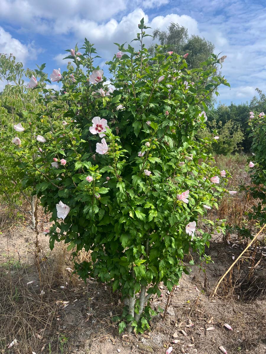 Hibiscus syriacus 'Hamabo' meerstammig / struik struik