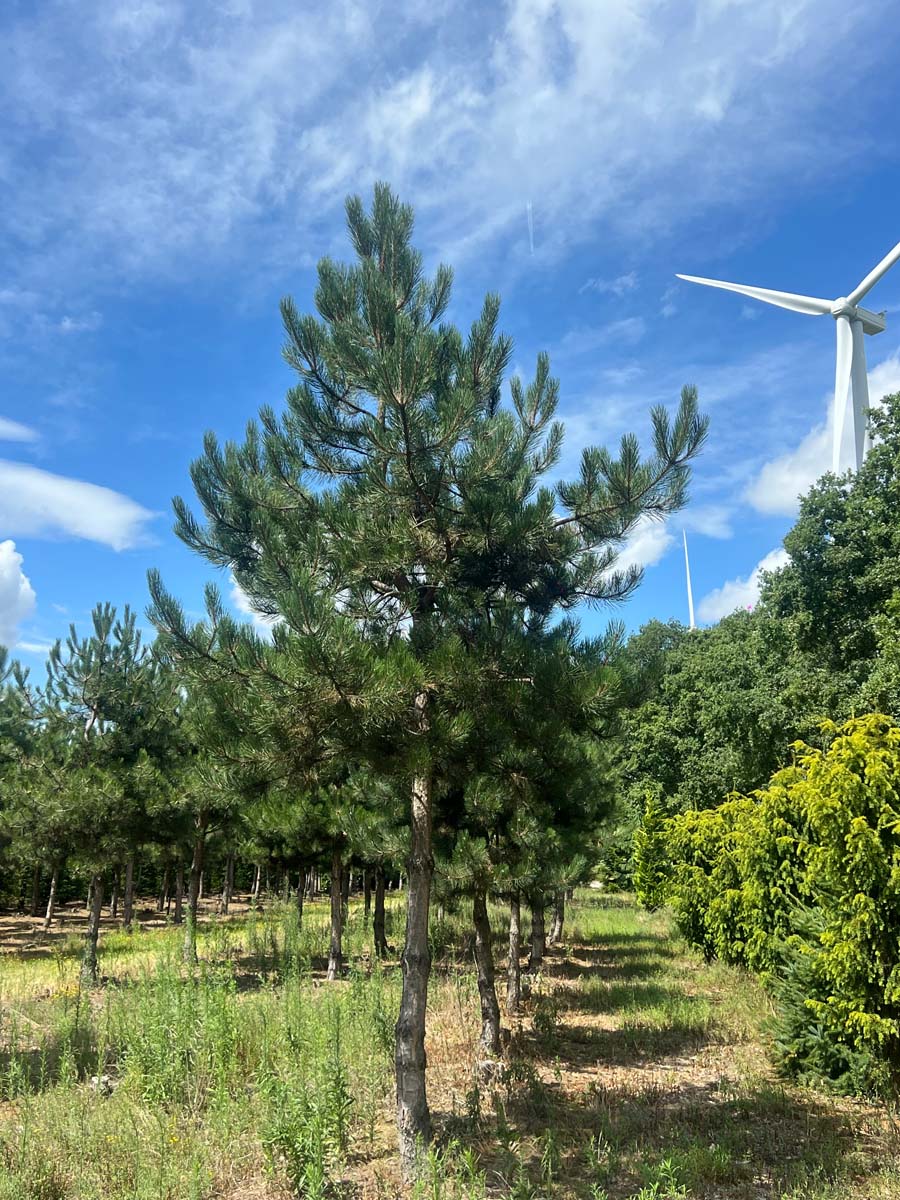 Pinus nigra op stam op stam