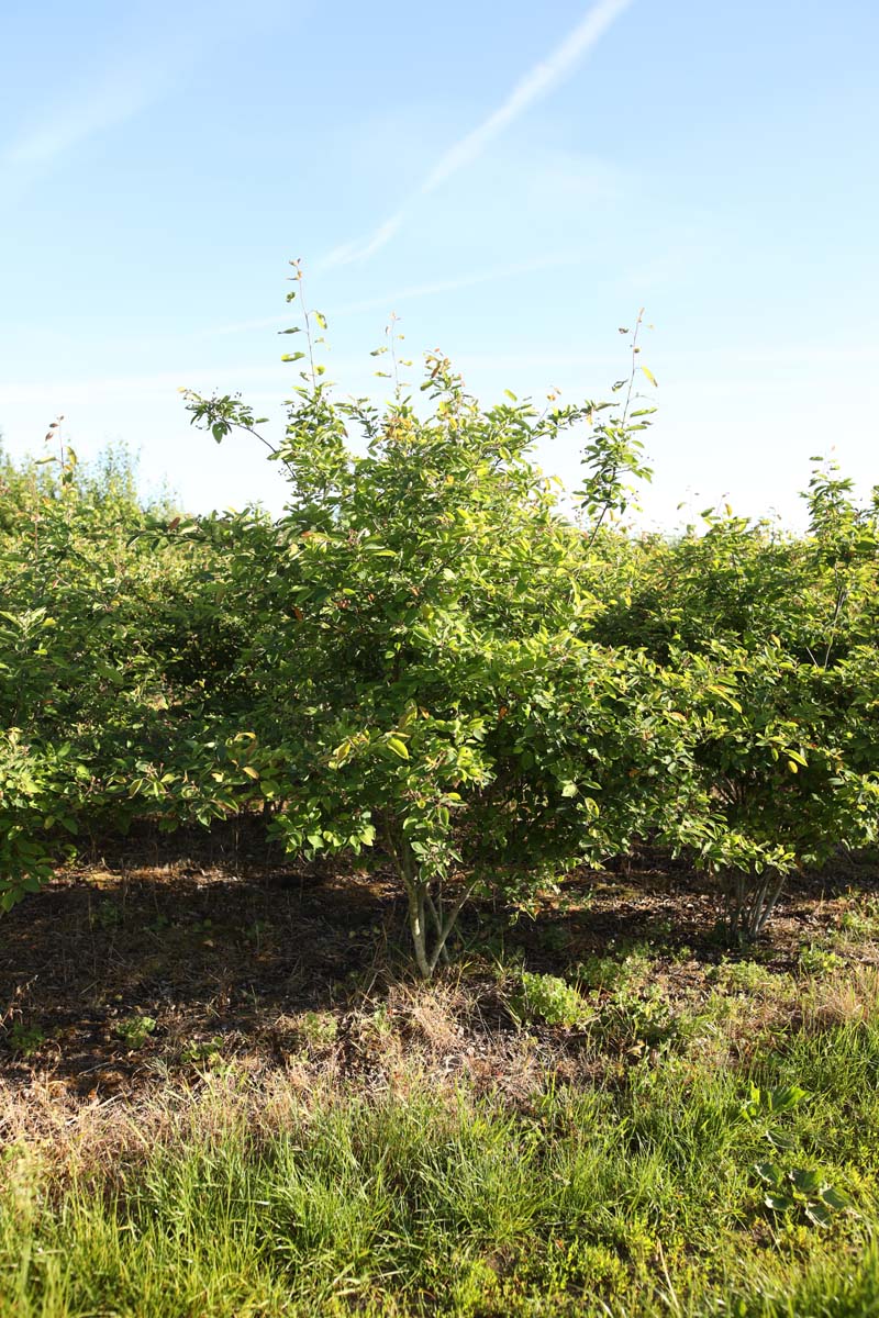 AMLAMARC200-250DRSTRw150200 hoogte 250-300