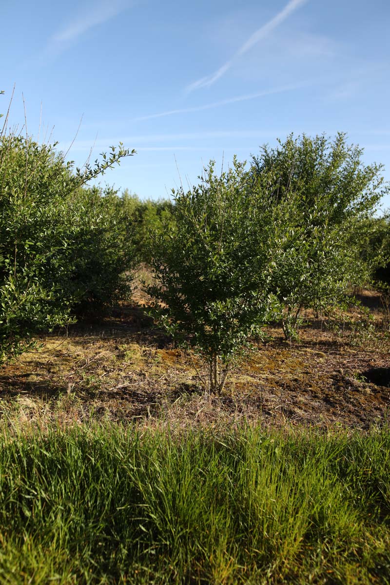 LIVATROV200-250DRSTRw100150 hoogte 200-250