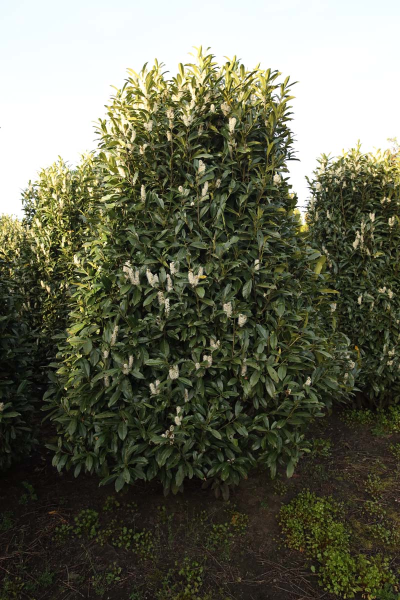 PRLREYNV300-350DRSTRw150200 hoogte 300-350