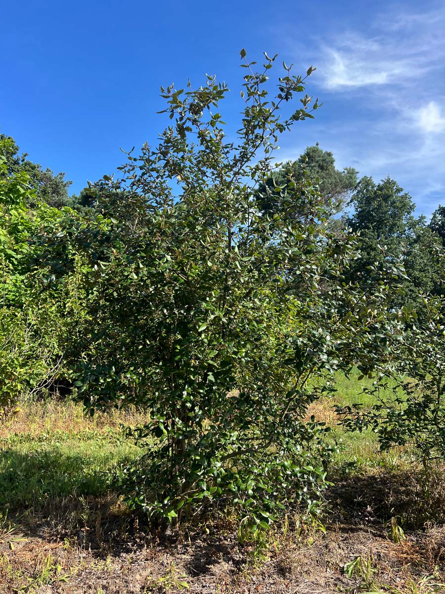 VIBURKWO250-300DRSTR hoogte 250-300