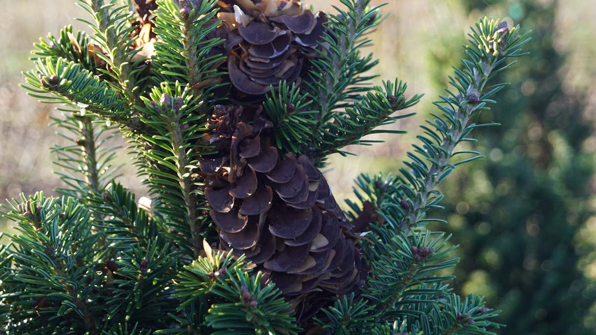 Abies alba 'Pyramidalis' kegel