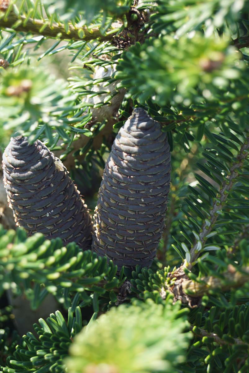 Abies koreana Tuinplanten