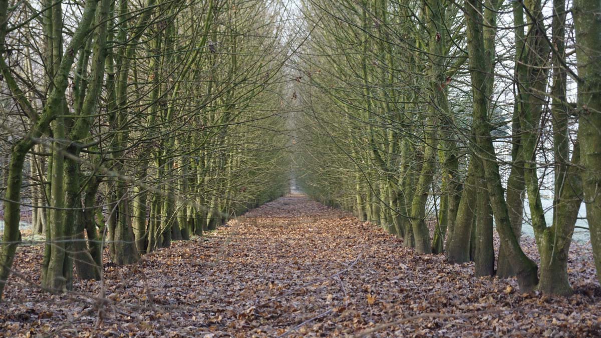 Acer campestre haagplant winter