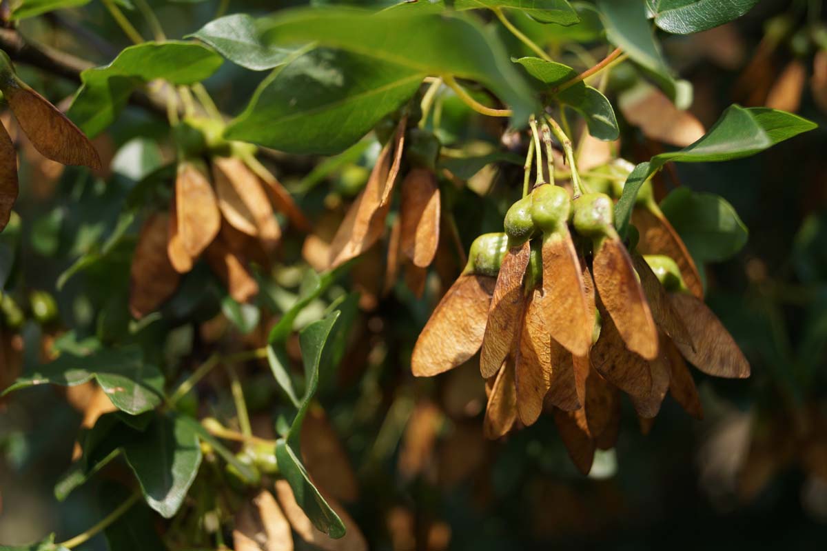 Acer monspessulanum haagplant zaaddoos