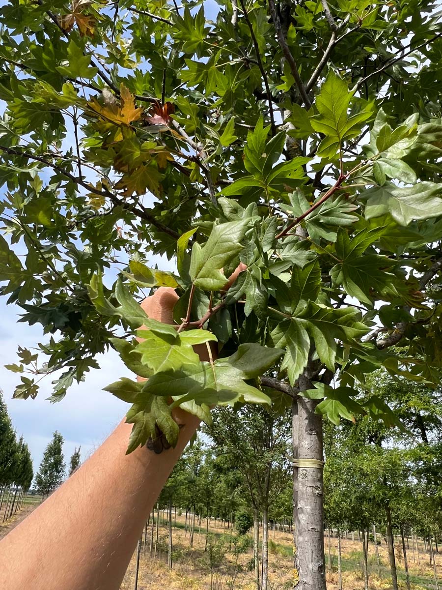 Acer monspessulanum op stam blad