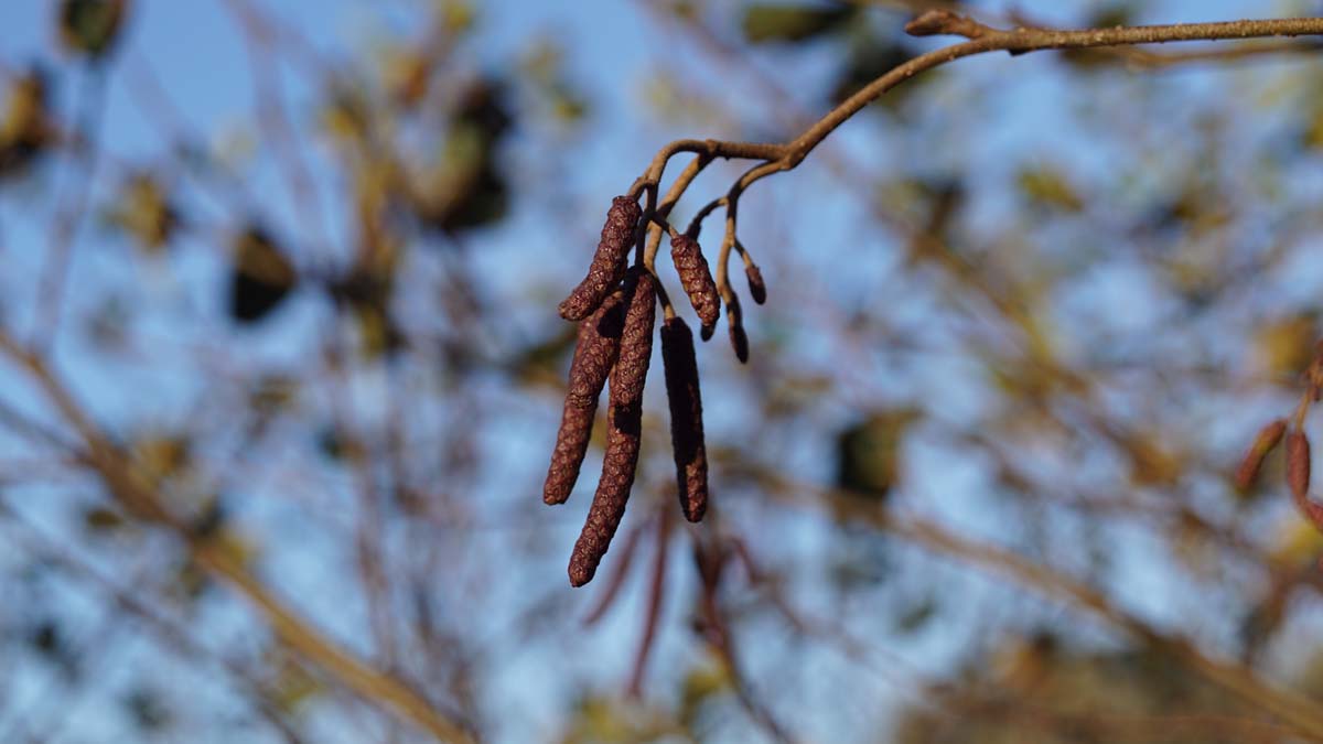 Alnus glutinosa solitair katjes