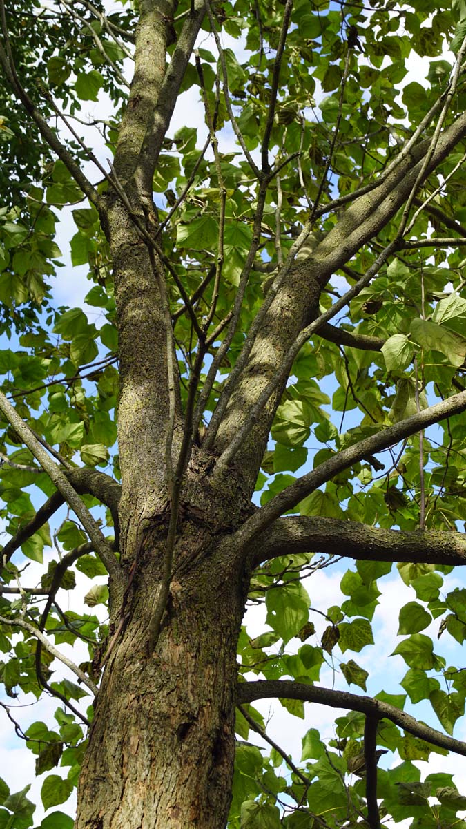 Catalpa erubescens 'Purpurea' op stam stam