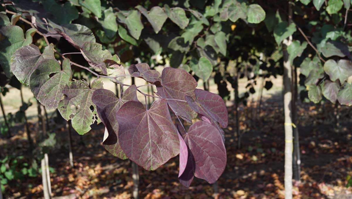 Cercis canadensis 'Forest Pansy' op stam blad
