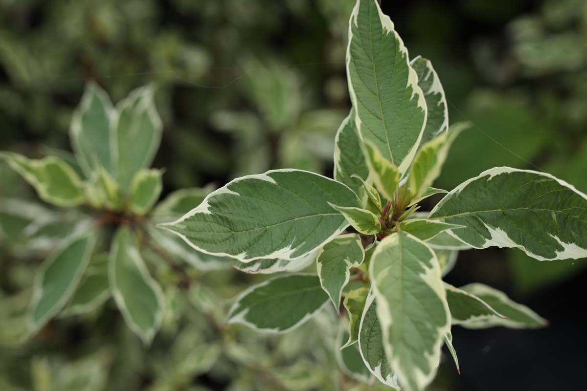 Cornus alba 'Sibirica' op stam blad