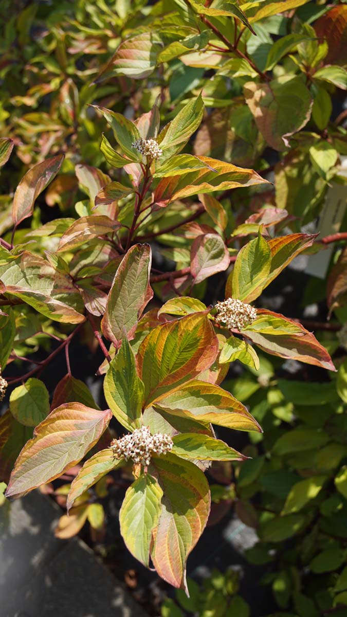 Cornus alba 'Spaethii' Tuinplanten blad