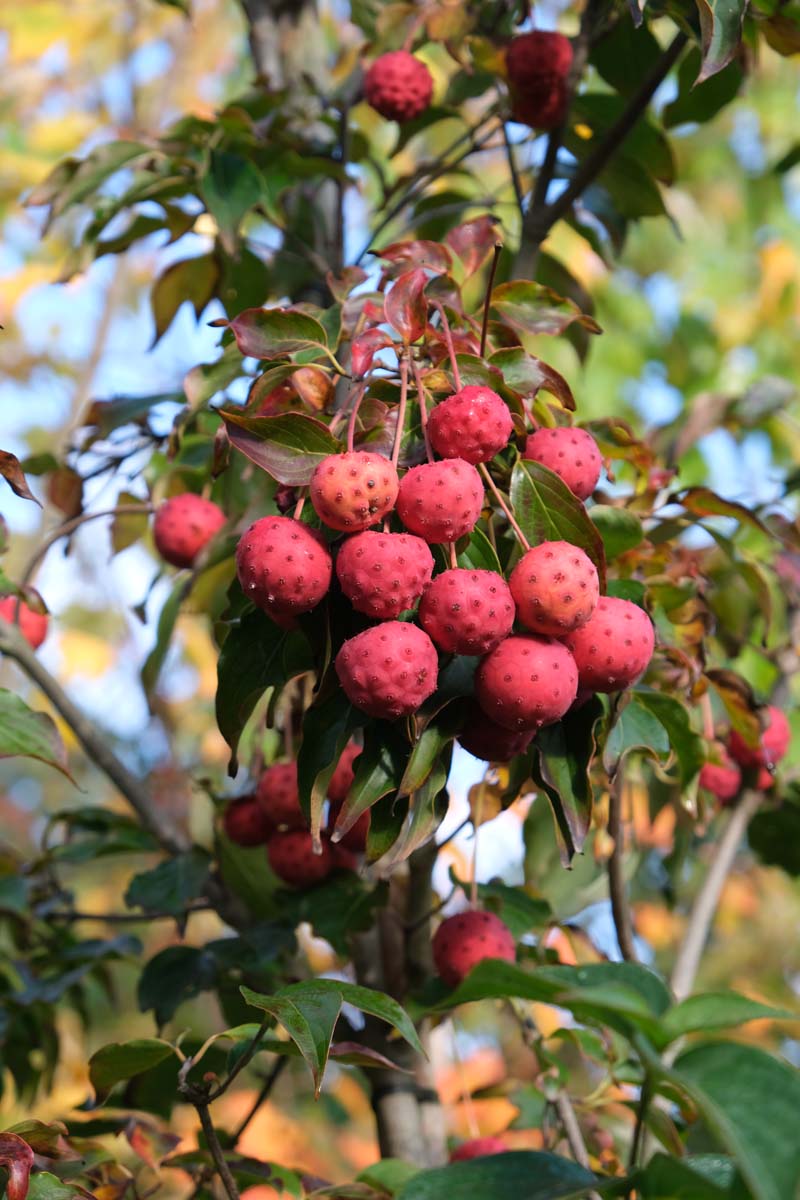 Cornus kousa chinensis meerstammig / struik vrucht