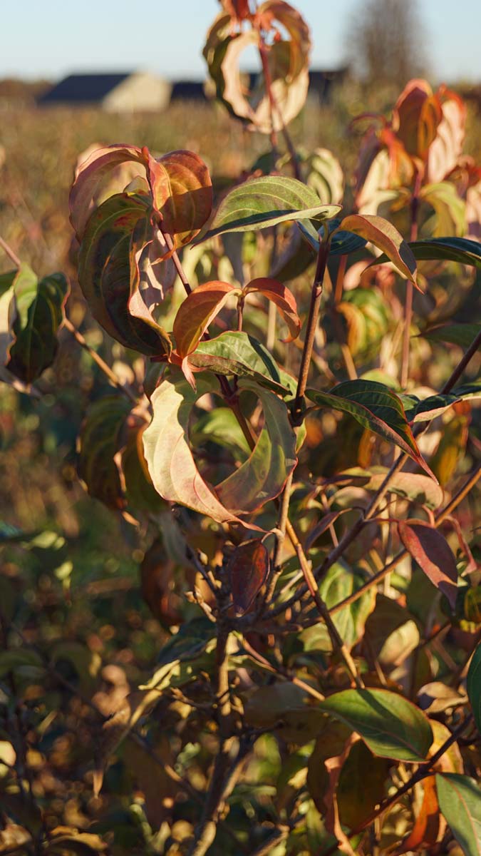 Cornus kousa 'National' solitair blad