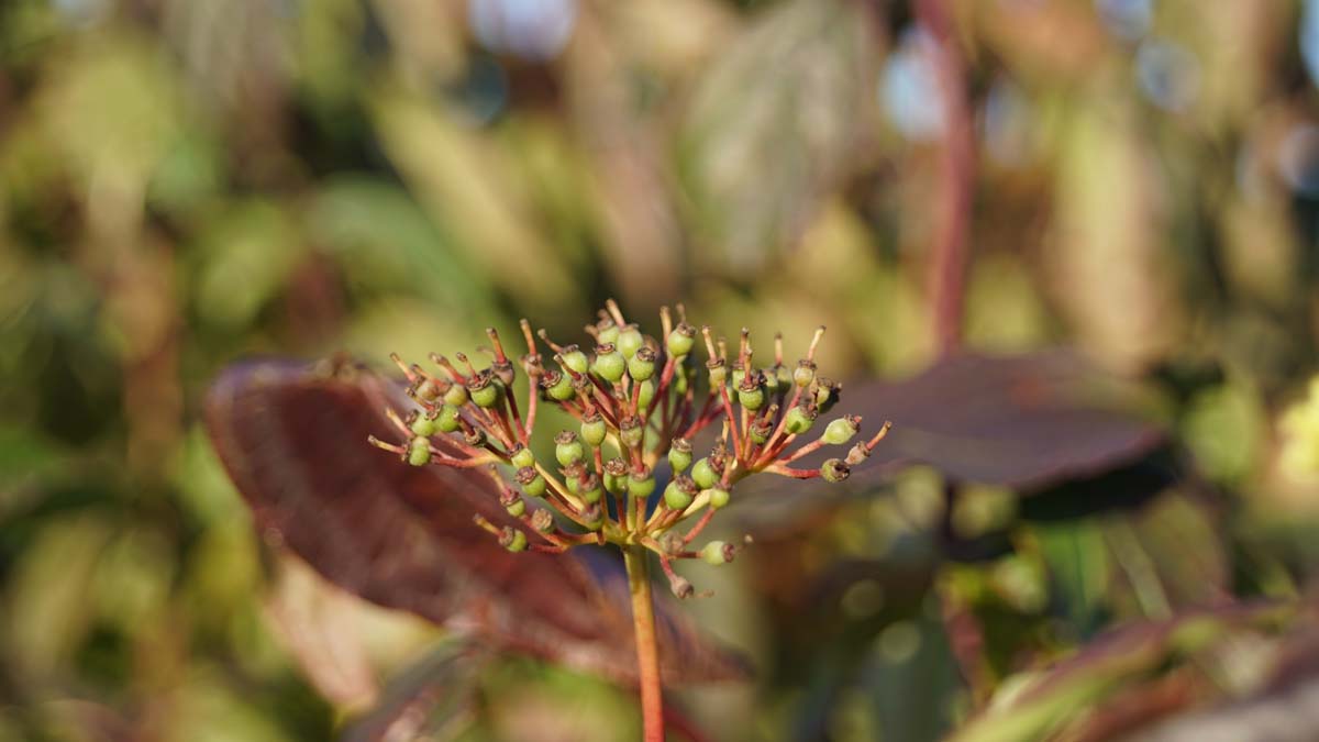 Cornus sanguinea solitair bes