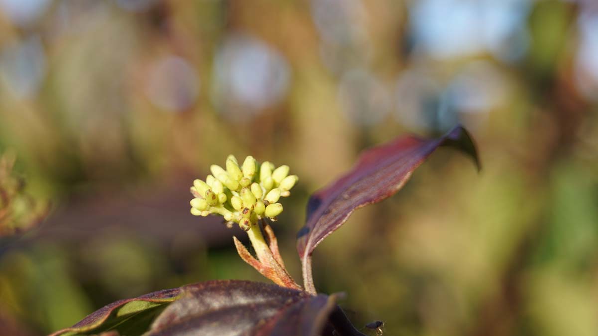 Cornus sanguinea op stam bloem