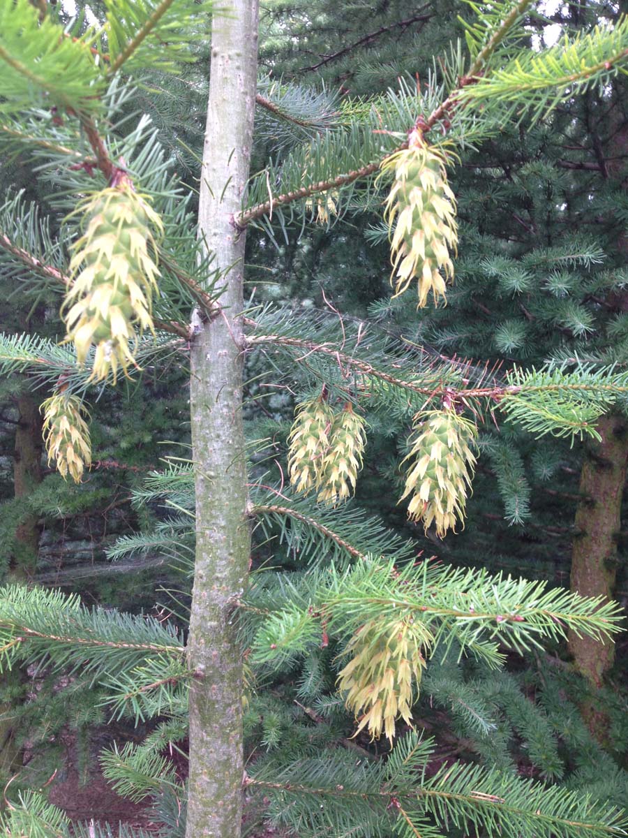 Cunninghamia lanceolata op stam kegel