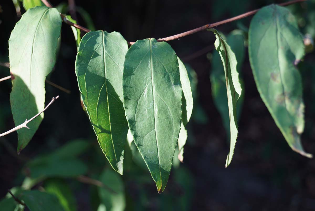 Deutzia scabra 'Plena' Tuinplanten blad