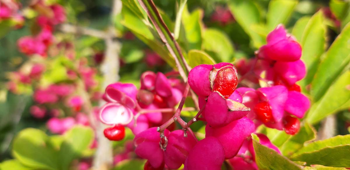 Euonymus phellomanus op stam bloem