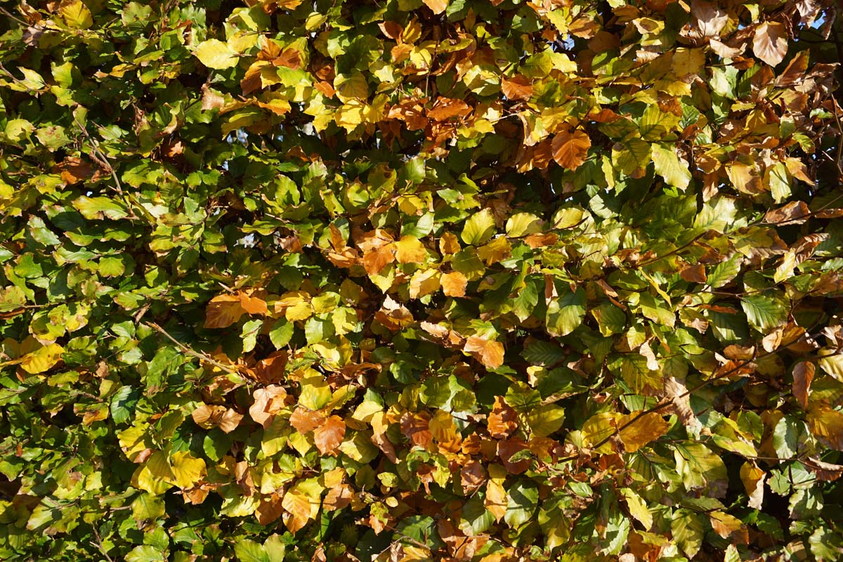 Fagus sylvatica op stam herfstkleur