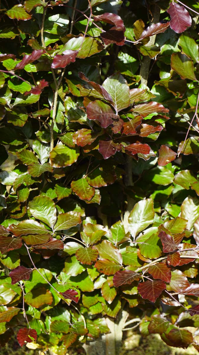 Fagus sylvatica 'Dawyck Purple' dakboom bladeren