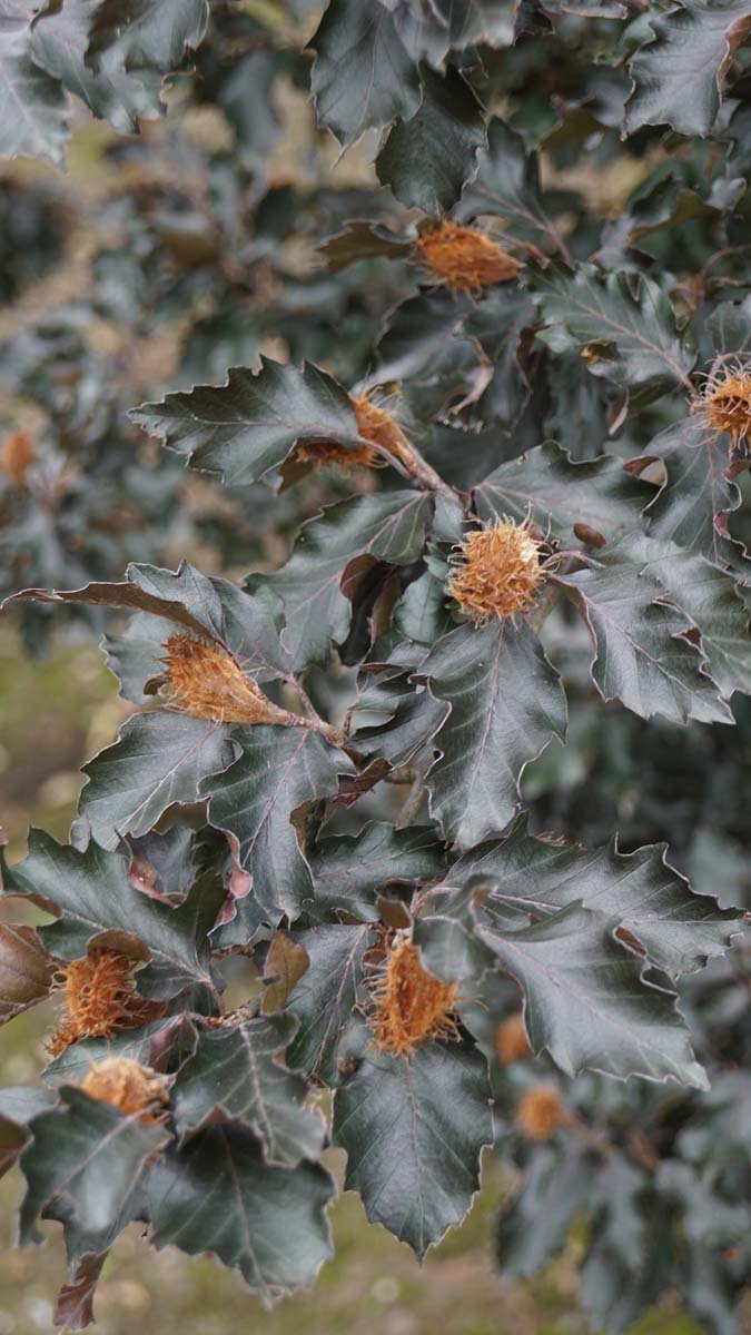 Fagus sylvatica 'Rohan Gold' op stam noot