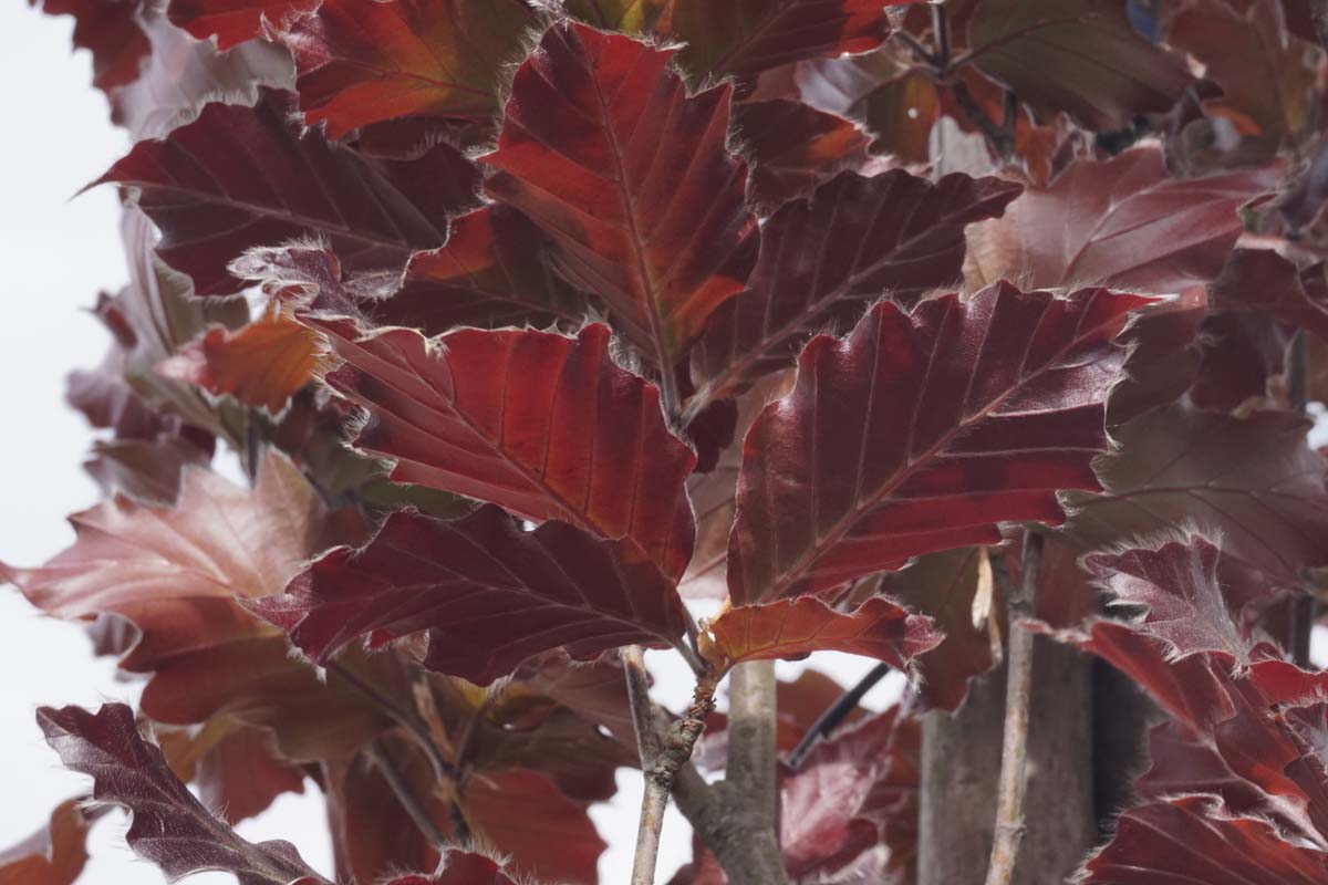 Fagus sylvatica 'Rohan Gold' meerstammig / struik blad