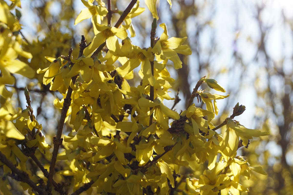 Forsythia intermedia 'Spectabilis' bloem