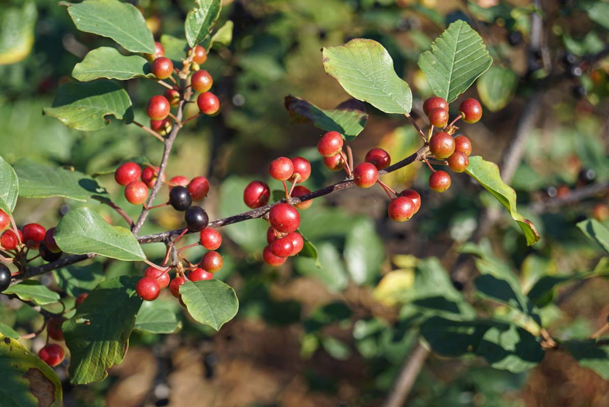 Frangula alnus meerstammig / struik vrucht