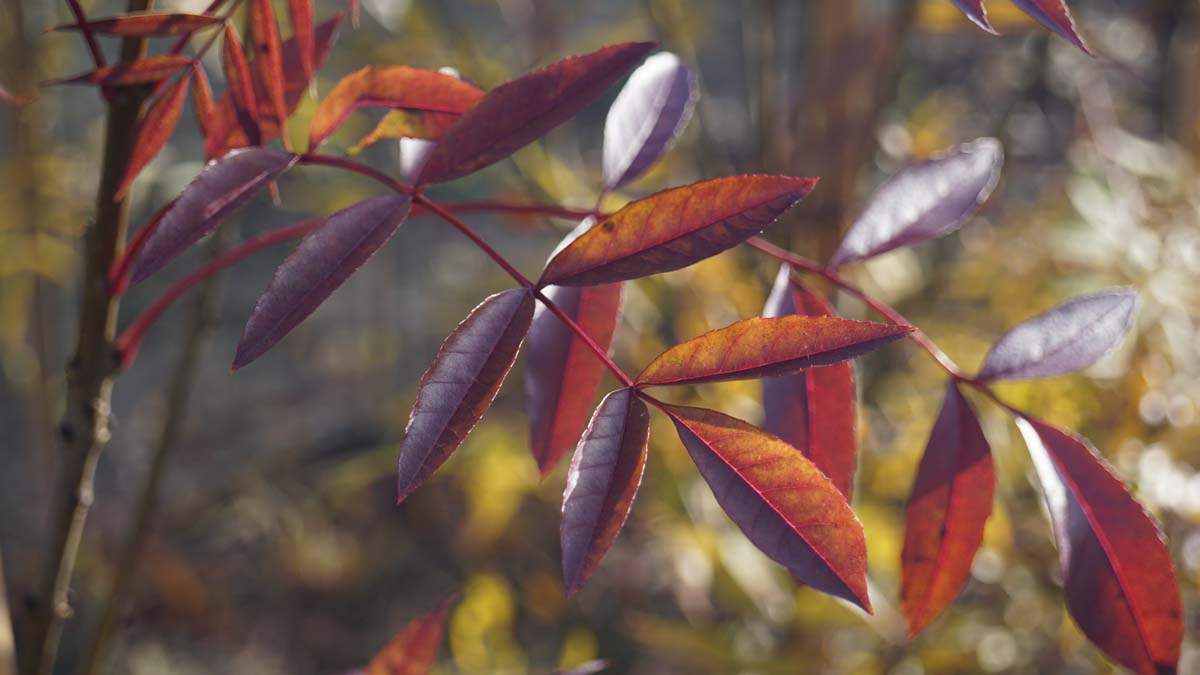 Fraxinus angustifolia 'Raywood' Tuinplanten blad