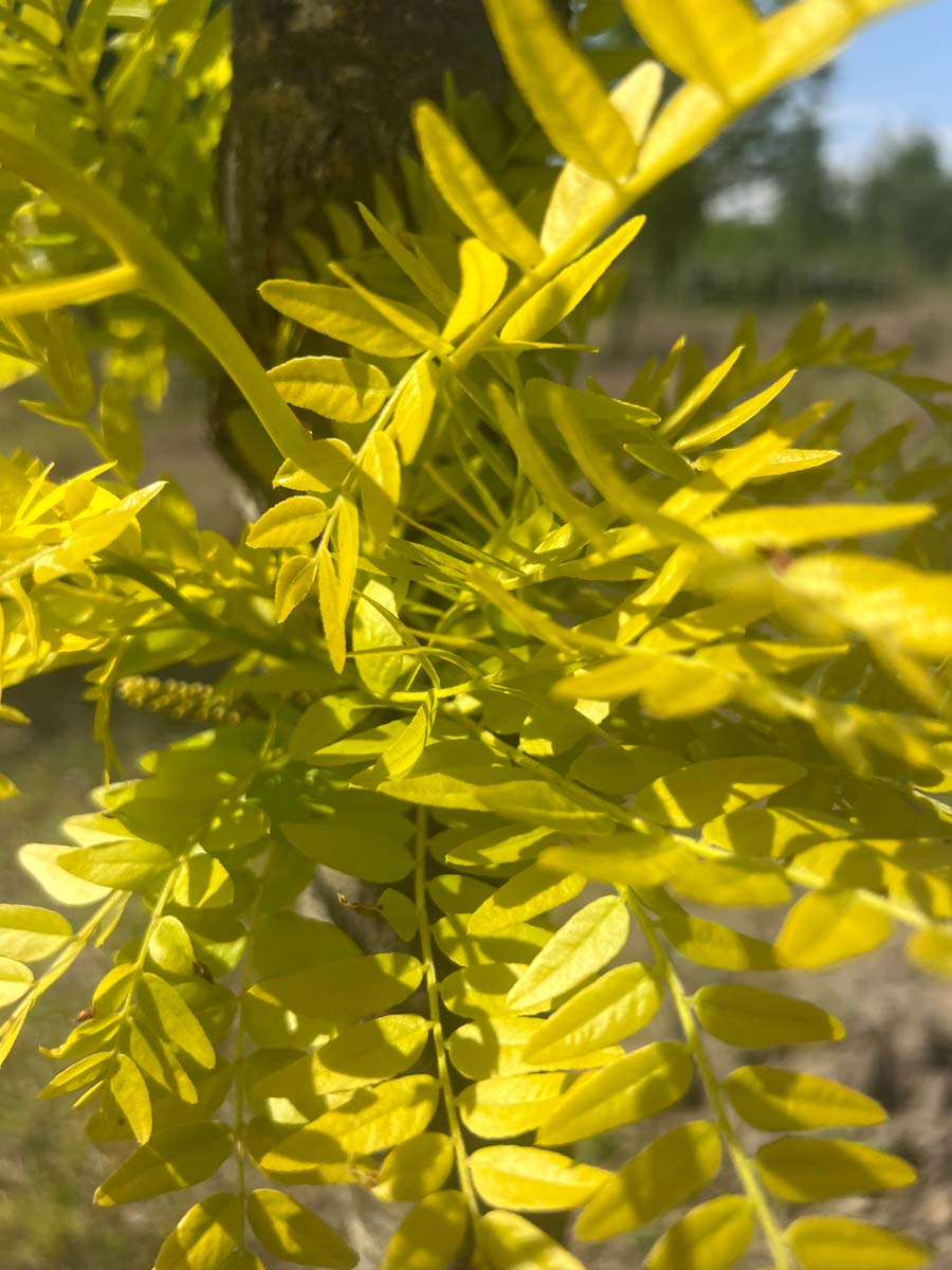 Gleditsia triacanthos 'Sunburst' op stam herfstkleur