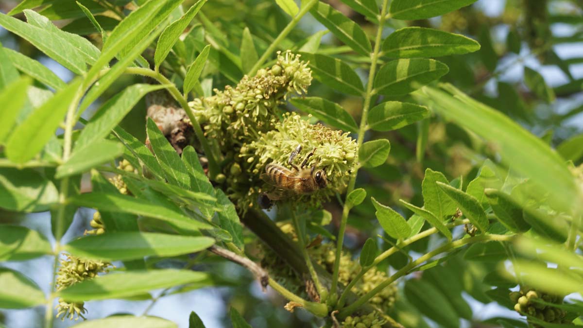 Gleditsia triacanthos 'Sunburst' dakboom bloem