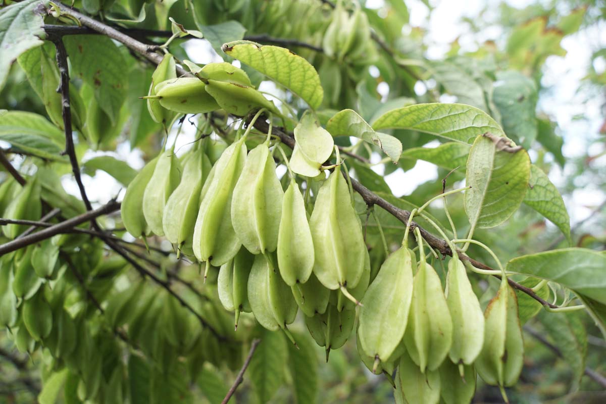 Halesia carolina haagplant vruchtdoos