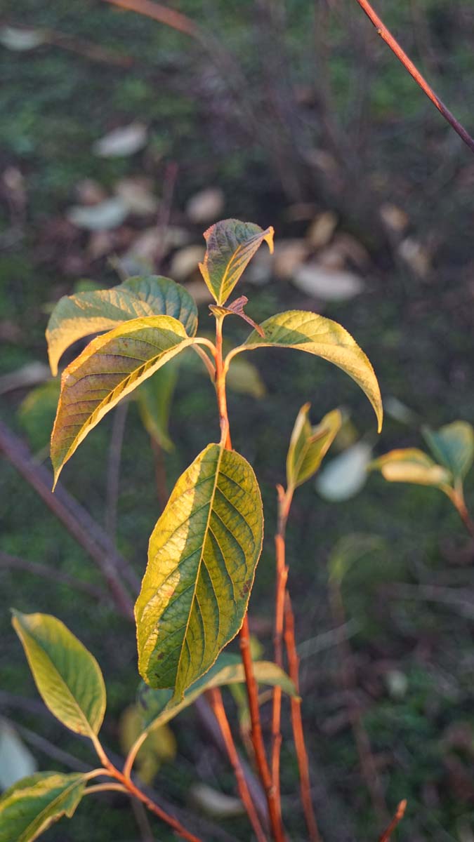 Halesia carolina op stam blad