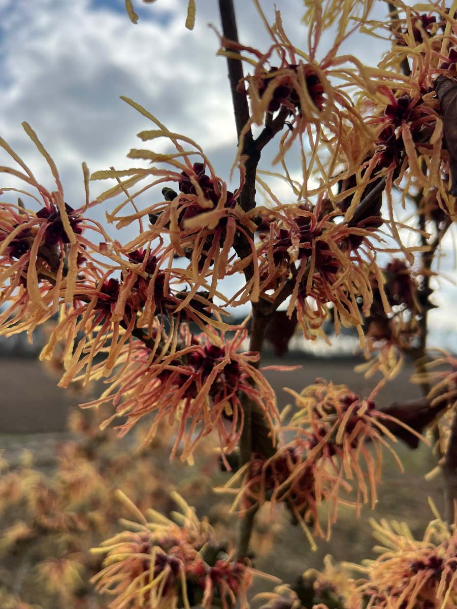 Hamamelis intermedia 'Orange Beauty' meerstammig / struik bloem