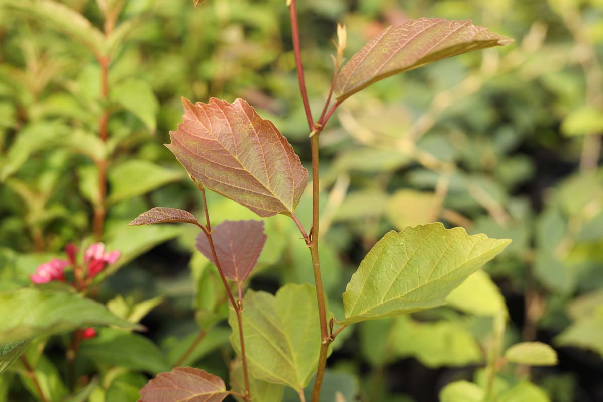 Hamamelis intermedia 'Orange Beauty' Tuinplanten blad